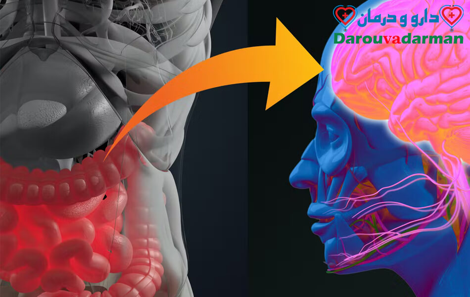کدام قسمت از مغز، روده را کنترل می کند؟